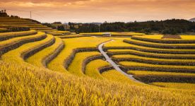 发展农业新质生产力 推进农业强国建设