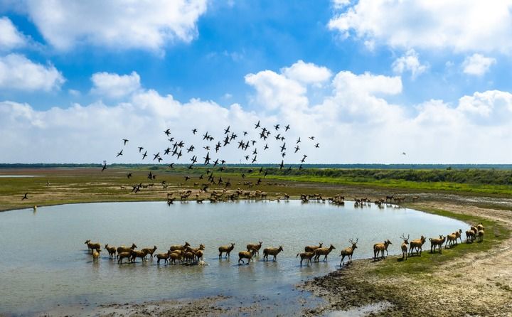 2025年10月11日，在江苏东台条子泥湿地，候鸟飞翔，成群野生麋鹿悠闲散步，一派人与自然和谐共生的生态美景（无人机照片）。新华社发（孙家录摄）