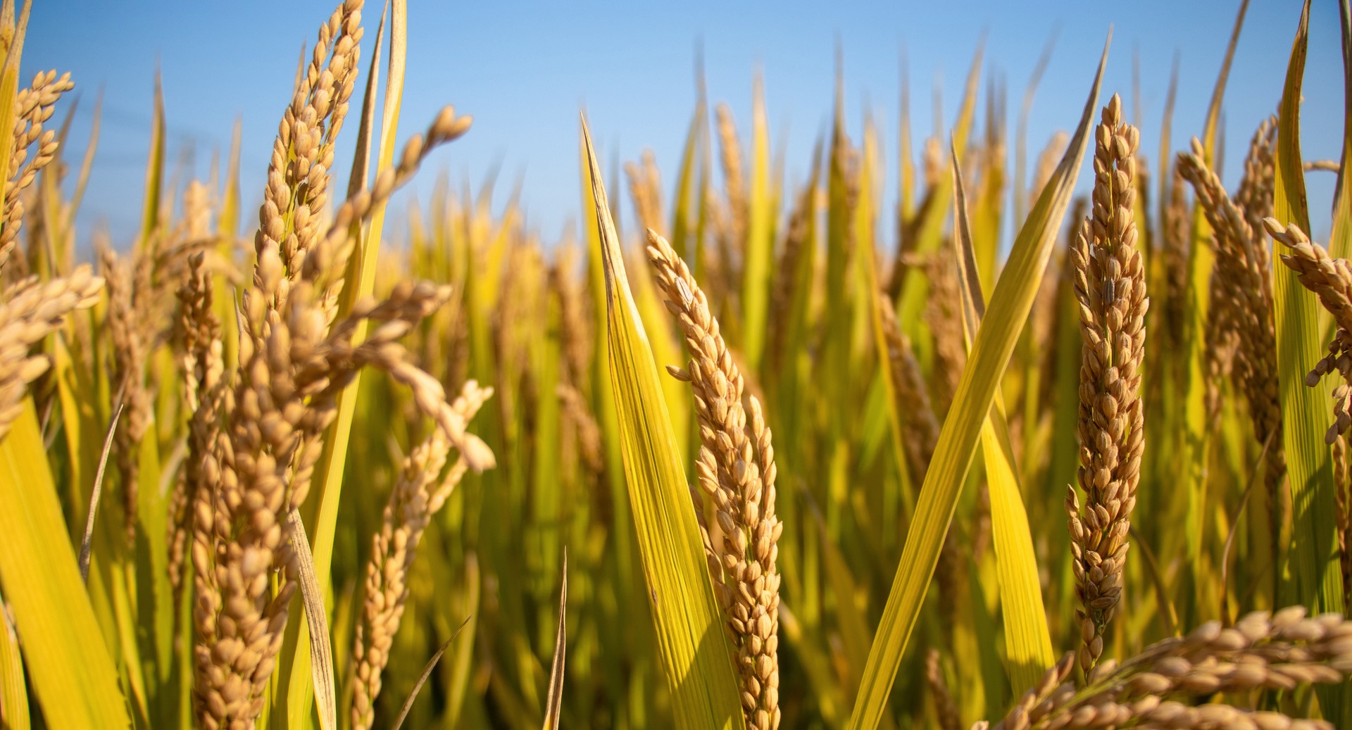 图览社科丨皇家粮道的历史浮沉——清代三山五园的漕运往事