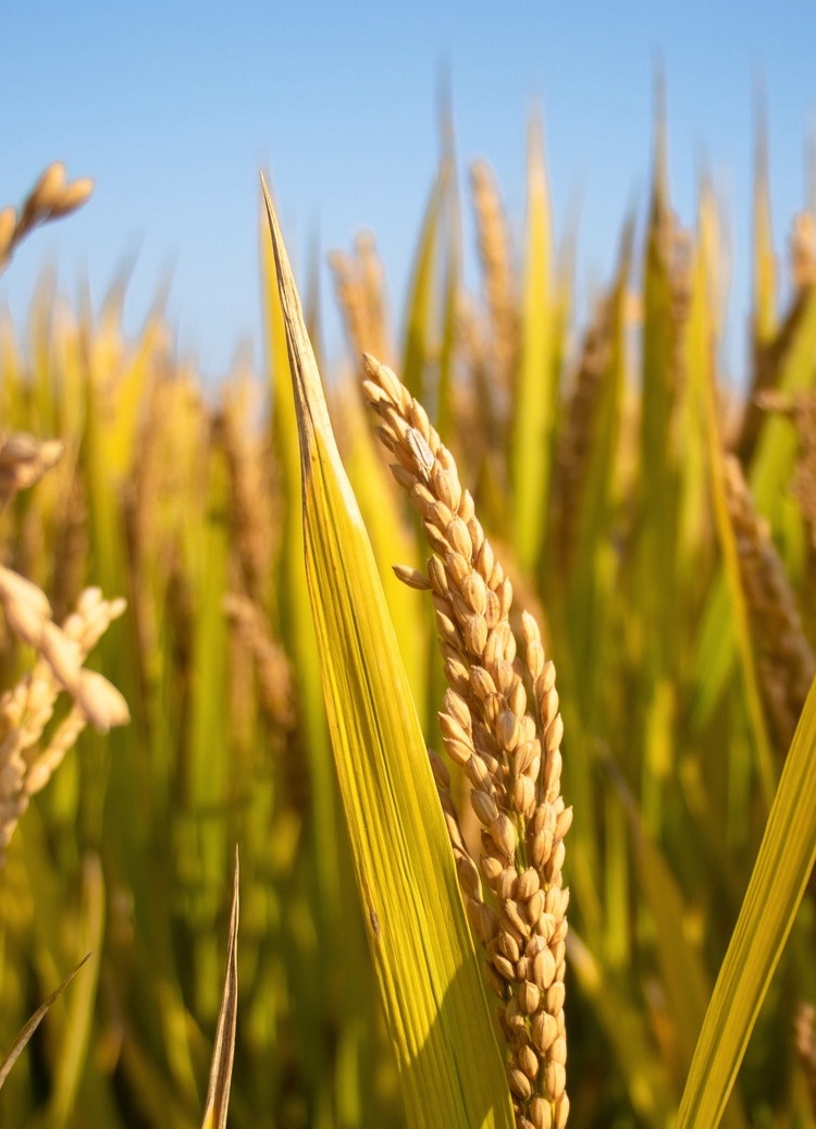 图览社科丨皇家粮道的历史浮沉——清代三山五园的漕运往事