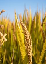 图览社科丨皇家粮道的历史浮沉——清代三山五园的漕运往事