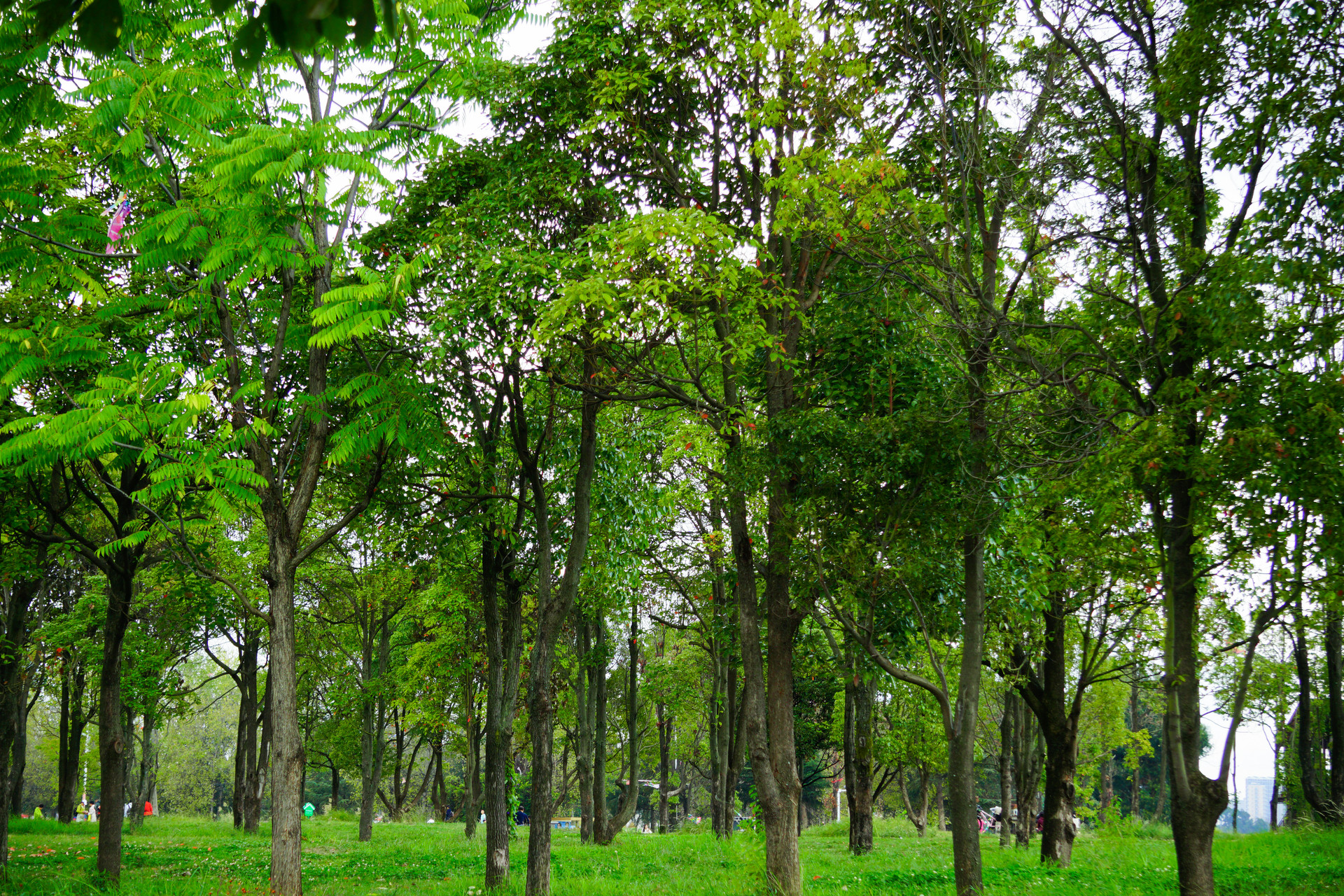 张静：一朵花富了一方百姓——“花乡”的特色振兴之路