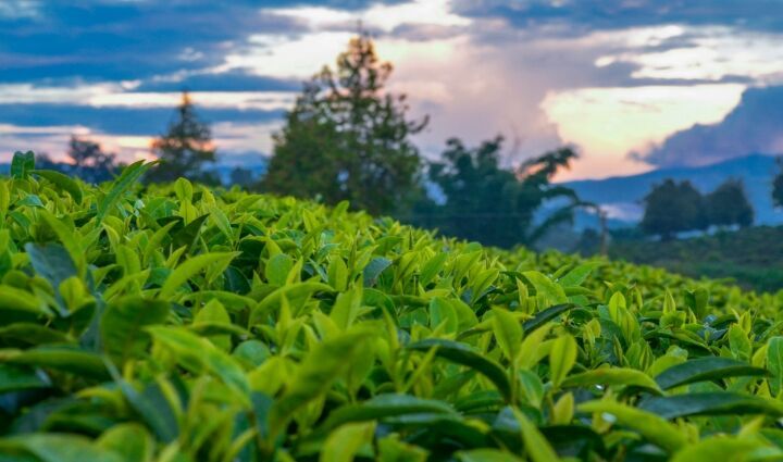 全会热词丨推进宜居宜业和美乡村建设