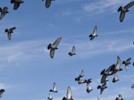 学习习近平强军思想 高质量推进国防和军队现代化