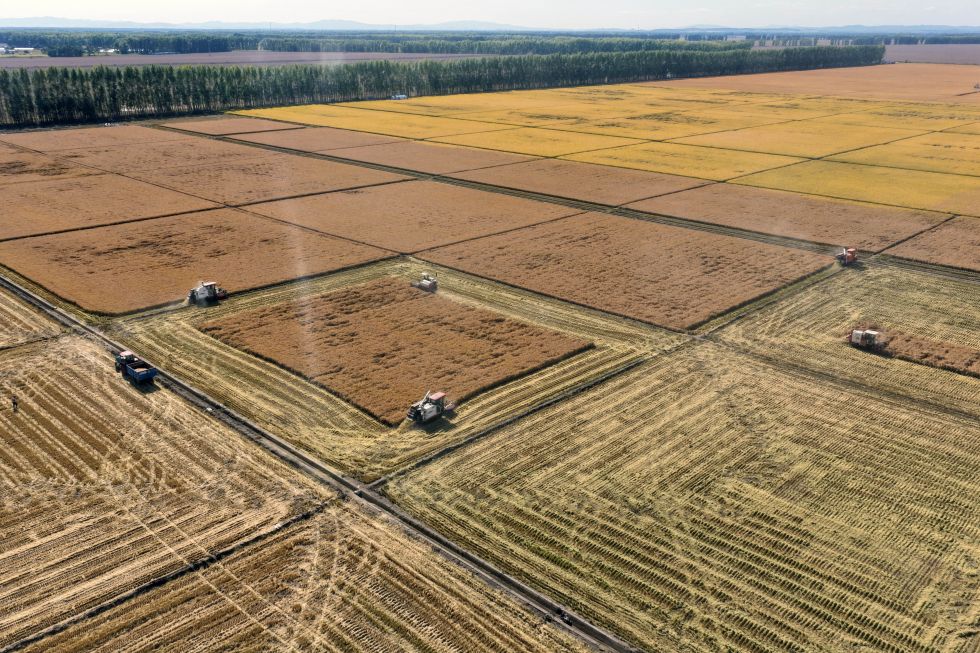 2025年9月23日，在黑龙江北大荒农业股份有限公司友谊分公司一水田地块，大型农业机械在进行水稻收获作业（无人机照片）。 新华社记者 王松 摄