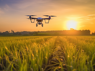 迈向更高水平的粮食安全与乡村发展——学习贯彻中央农村工作会议精神