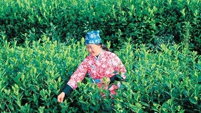 四川江安：茶山开园早 茶农致富忙