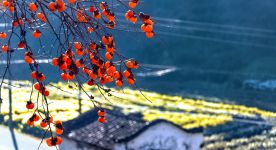 【理论看点】郑风田：畅通城乡要素双向流动