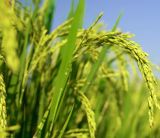 徐祥临：扎实推进乡村全面振兴——学习贯彻中央农村工作会议精神