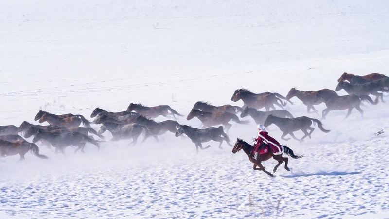 贺娇龙:难忘那个纵马雪原的红色身影