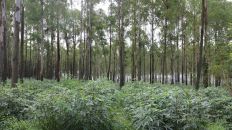 林下生金，绿富同兴