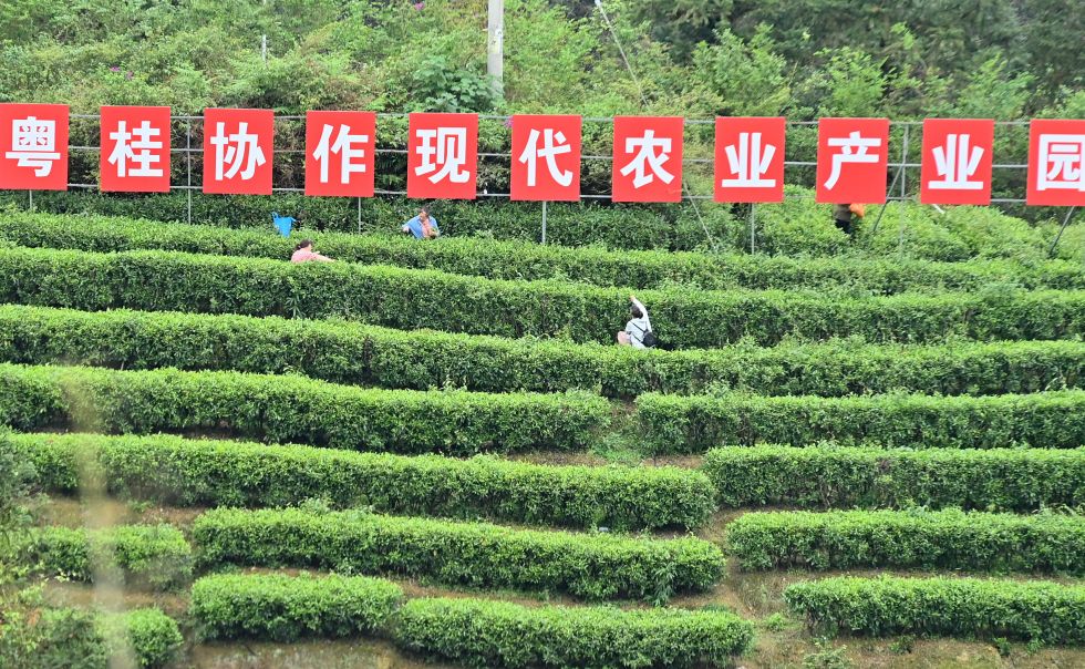 2026年4月12日，在广西融水苗族自治县水融香粤桂协作现代农业产业园，茶农在茶山上采茶。新华社记者 黄孝邦 摄