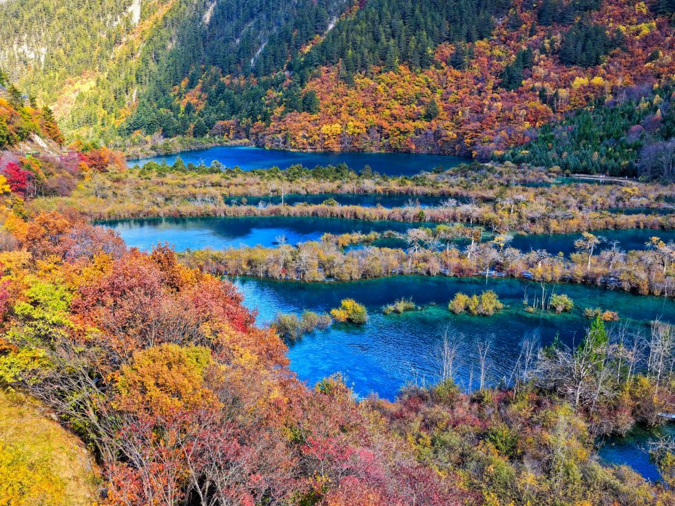 这是2025年11月10日拍摄的九寨沟景区树正群海一景（无人机照片）。新华社发（梁枫摄）